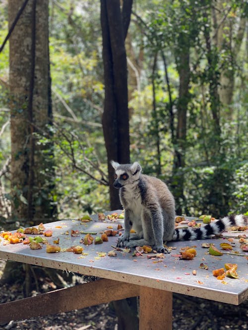 White and Black Lemur on table