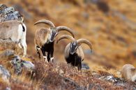 White and Black Ram on Brown Grass