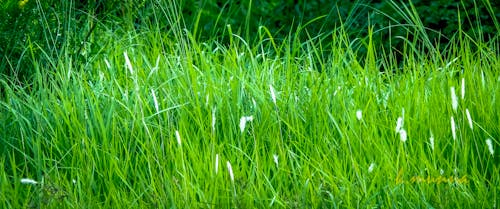 Ilmainen kuvapankkikuva tunnisteilla vihreä niitty