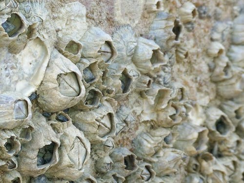 Beige Shells on the Wall