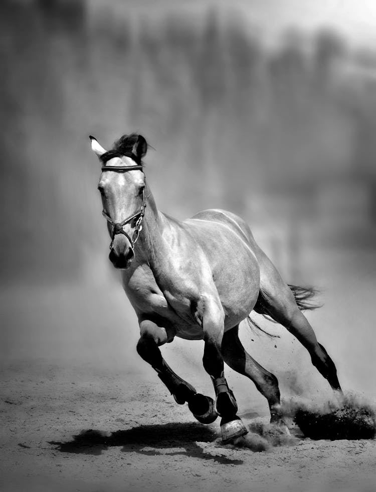 Vertical Black And White Shot Of A Horse Galloping