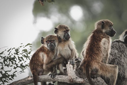 Brown Monkeys on Brown Tree Branch