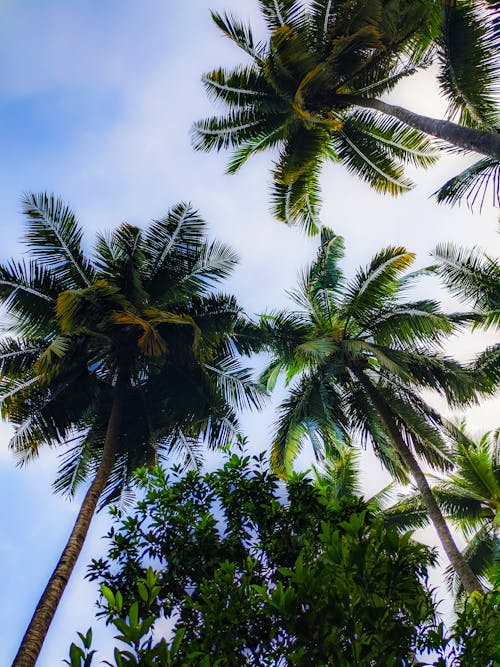 Photos gratuites de ciel bleu, cocotiers, contre-plongée