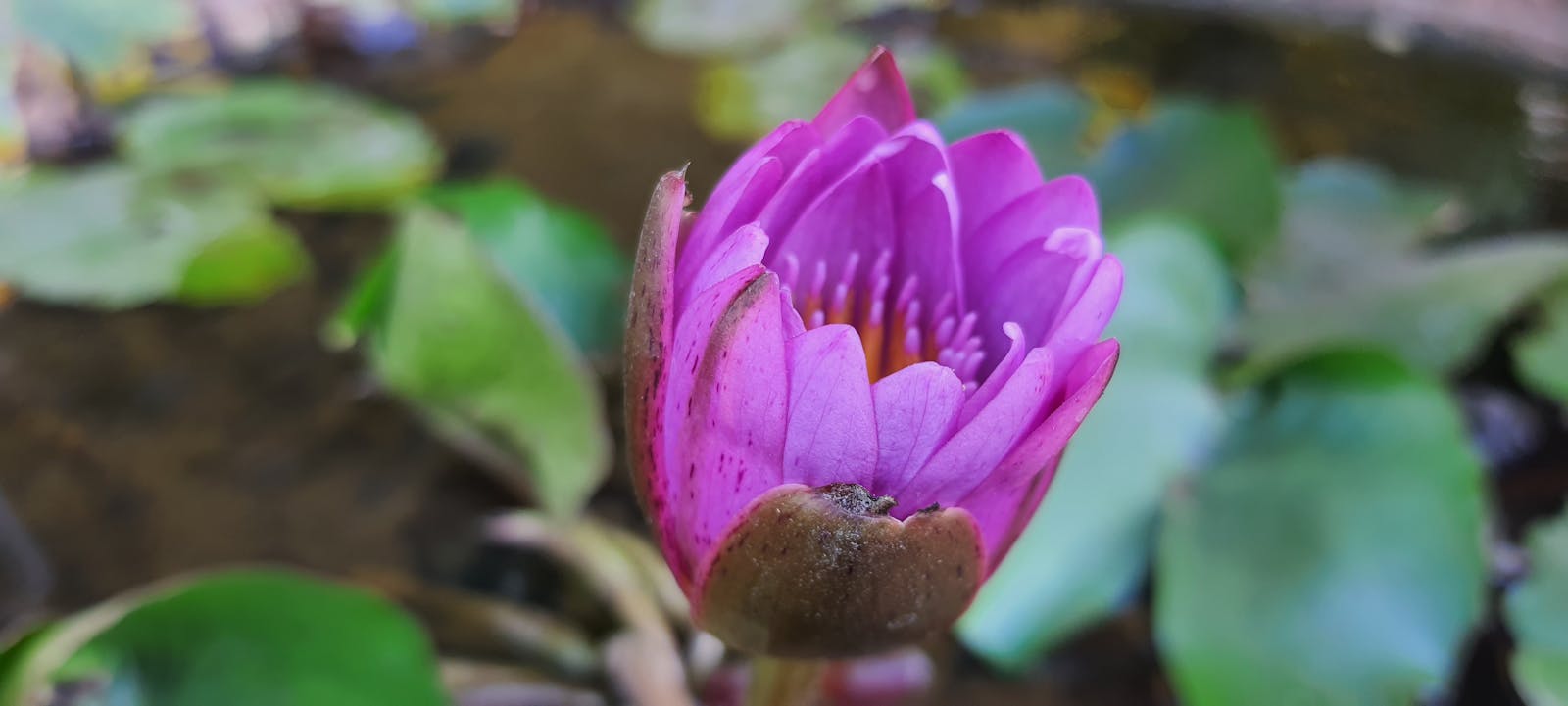 Police car at night with flashing lights