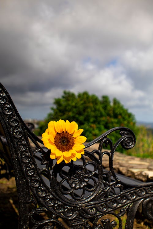 Fresh sunflower placed on bench in nature