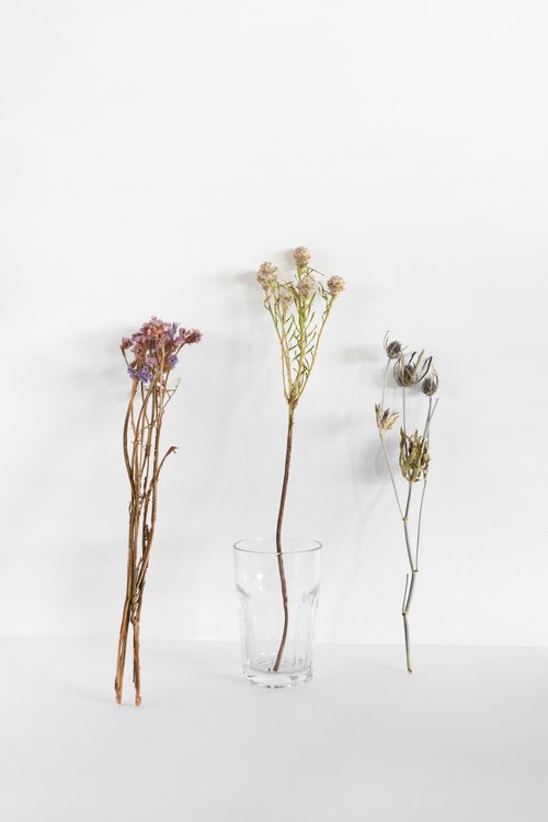 Free A minimalist arrangement of dry flowers in a glass on a white background, showcasing nature's simplicity. Stock Photo