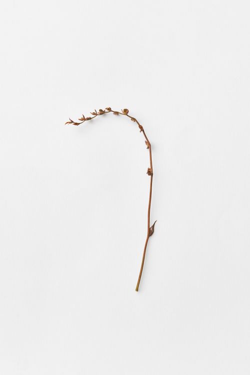 Free A single dried brown stem with buds showcased on a clean white surface. Stock Photo
