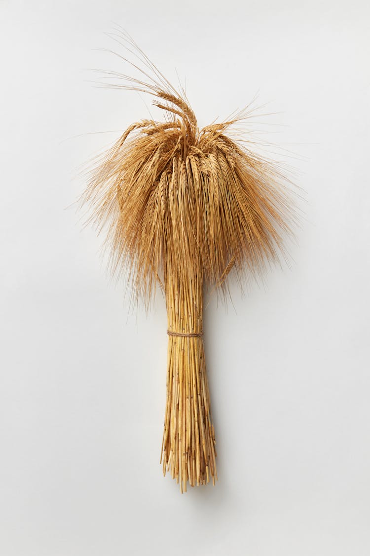 Bundle Of Wheat On White Surface