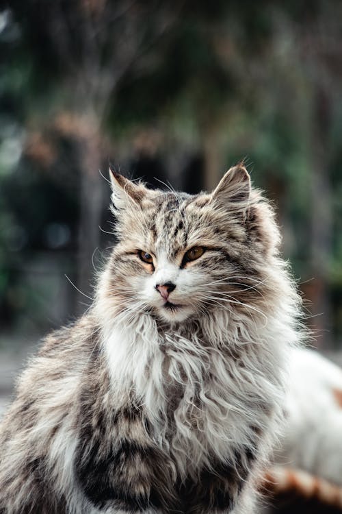 gray siberian forest cat