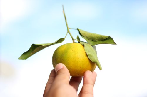 Free Close-up of a hand holding a ripe orange with leaves against a bright blue sky. Stock Photo
