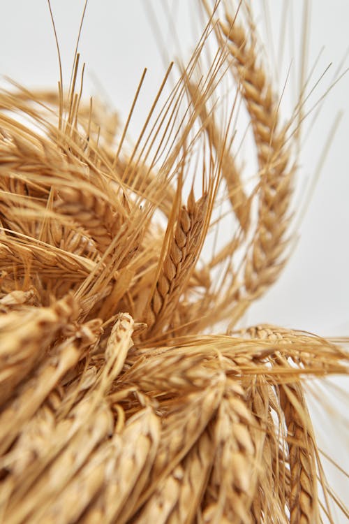 Close-up of Ears of Grain