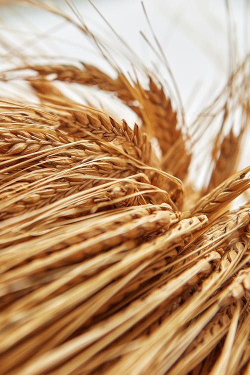 Brown Wheat in Close Up Photography