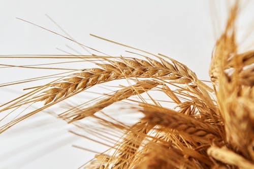 Brown Wheat in Close Up Photography