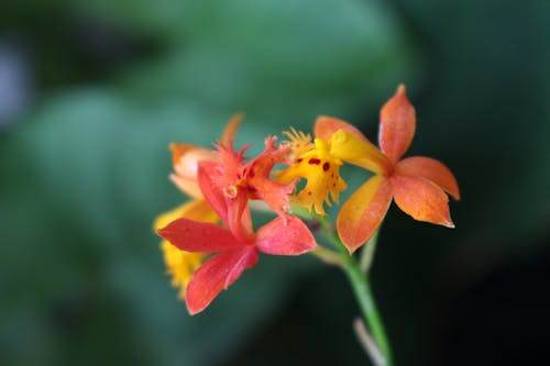 Free Red and Yellow Flowers in Tilt Shift Lens Stock Photo