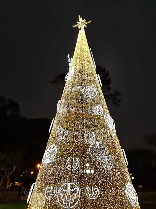 Free stock photo of christmas trees, night, trees Stock Photo