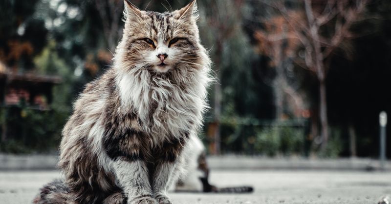 Chat Maine Coon : Guide Complet Race et Soins