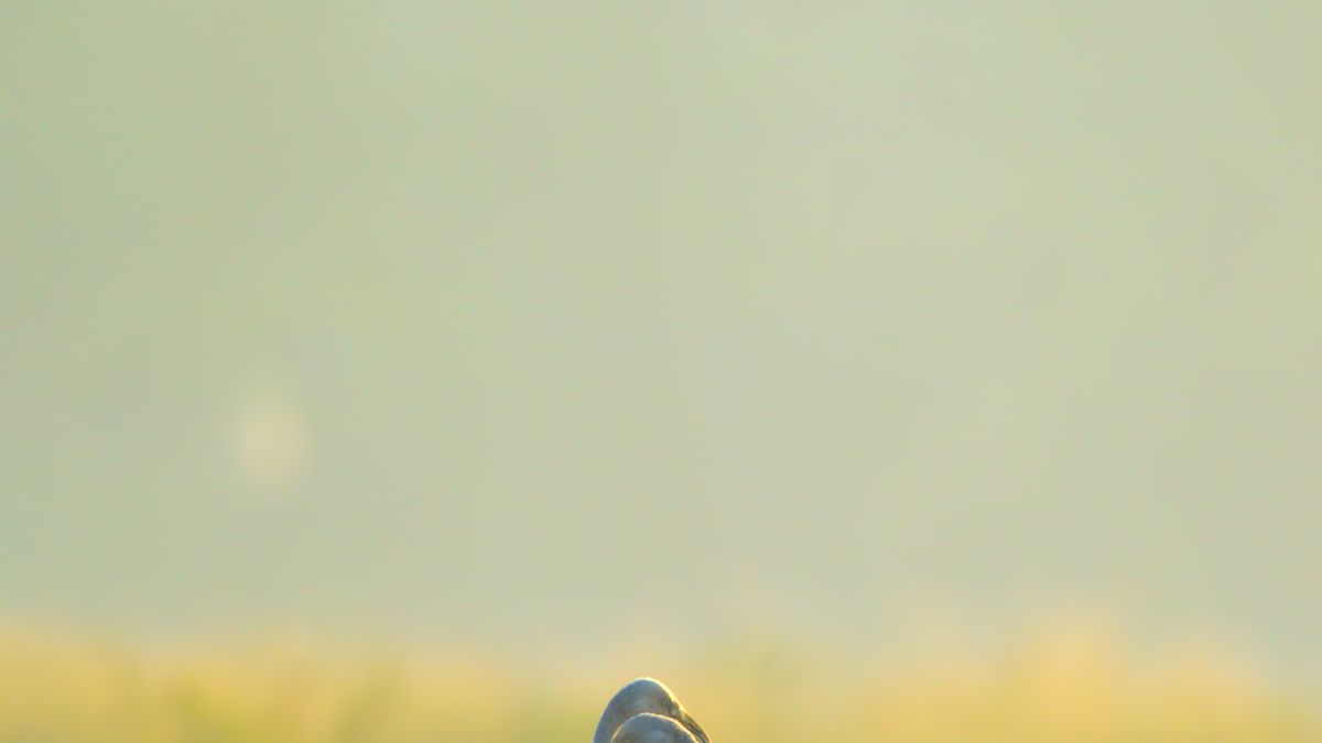 Les balades photographiques au lever du jour en Camargue - illustration