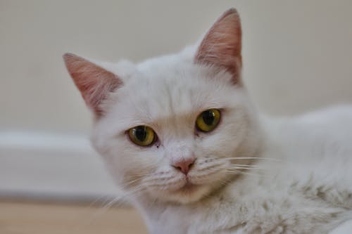 Free Close-Up Shot of a White Tabby Cat Stock Photo