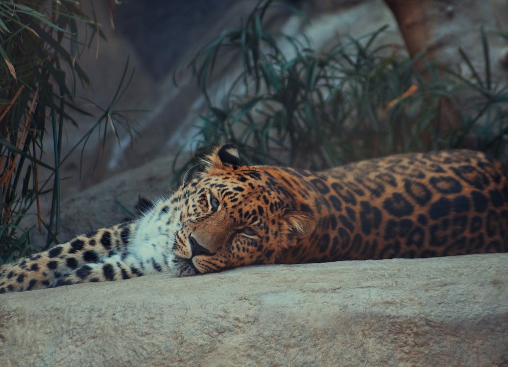 Leopardo Marrom E Preto Deitado No Chão