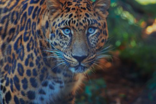 Free Captivating close-up of a leopard showcasing its striking blue eyes and distinctive spotted fur. Stock Photo