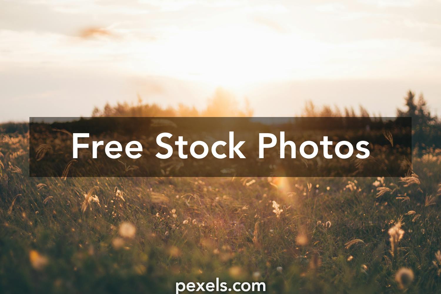 Meadow Photos, Download The BEST Free Meadow Stock Photos & HD Images