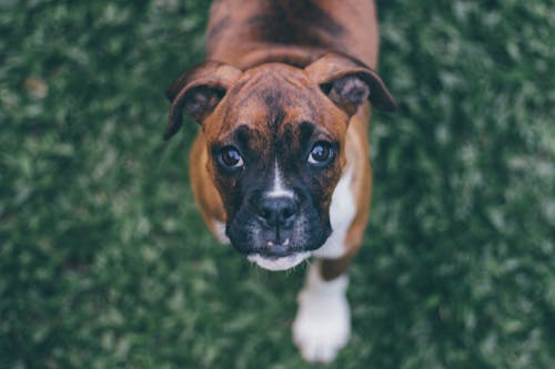 Free Shallow Focus Photography of Brindle Boxer Puppy Stock Photo