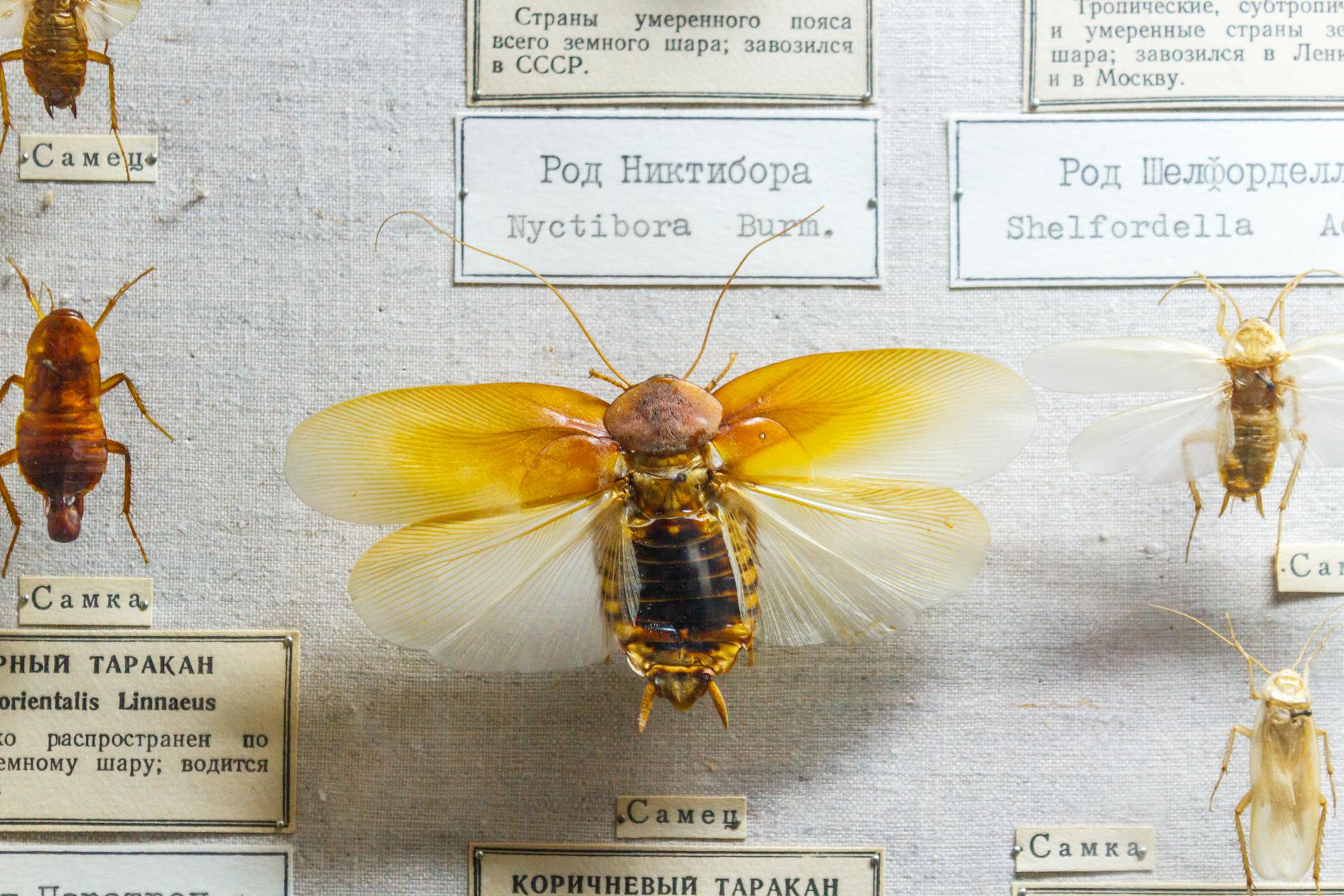 Close Up Shot of an Insect