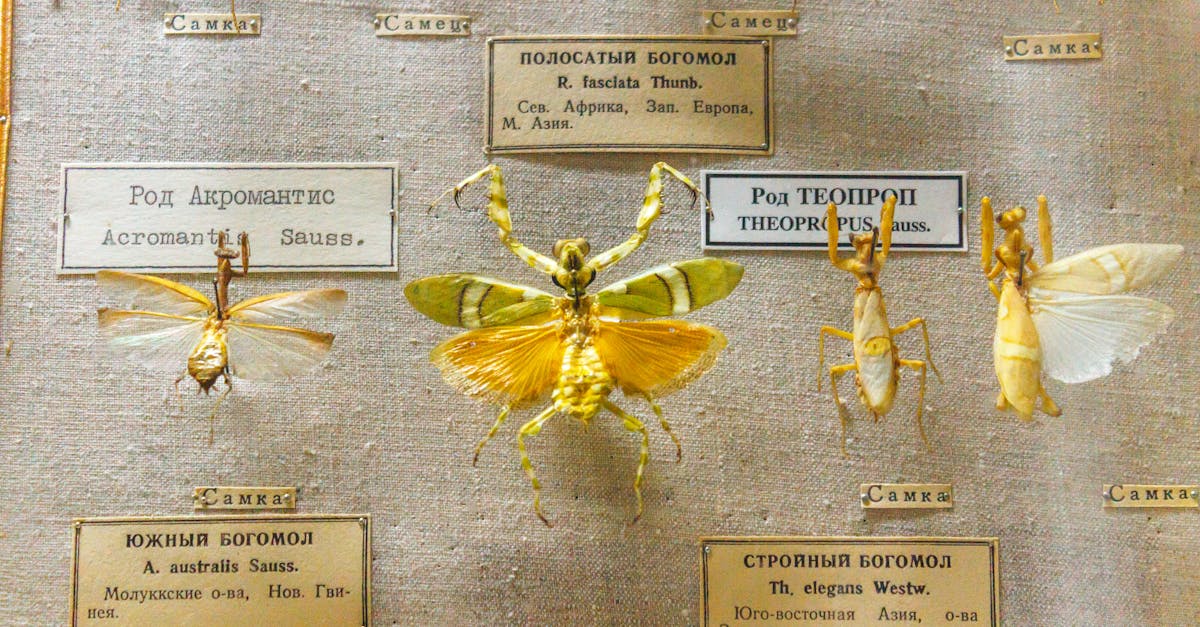 A close-up photo of preserved mantises displayed in a museum exhibit.