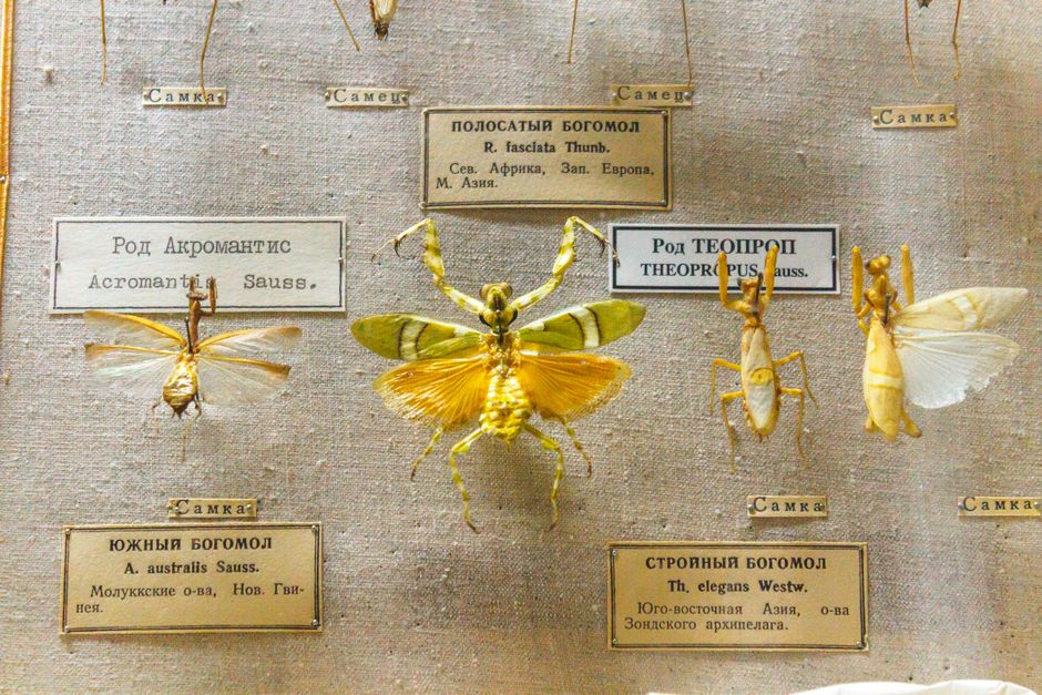 A close-up photo of preserved mantises displayed in a museum exhibit.