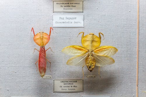 Darmowe zdjęcie z galerii z bezkręgowce, biologia, fotografia owadów