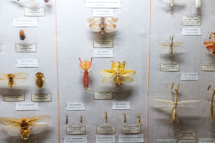 A museum drawer of pinned and labeled insect specimens in a natural history collection