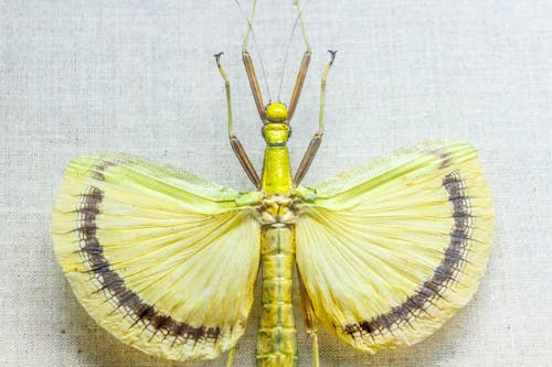 คลังภาพถ่ายฟรี ของ การถ่ายภาพแมลง, กีฏวิทยา, ปีก