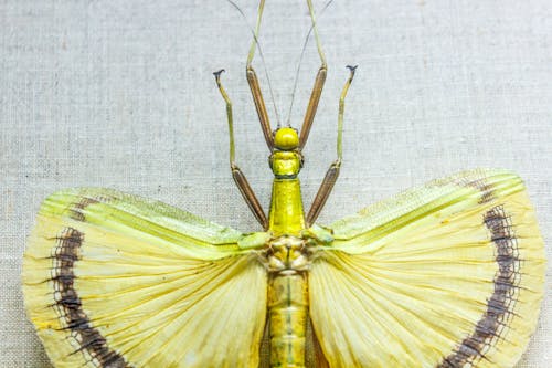 Close-Up Shot of a Yellow Insect