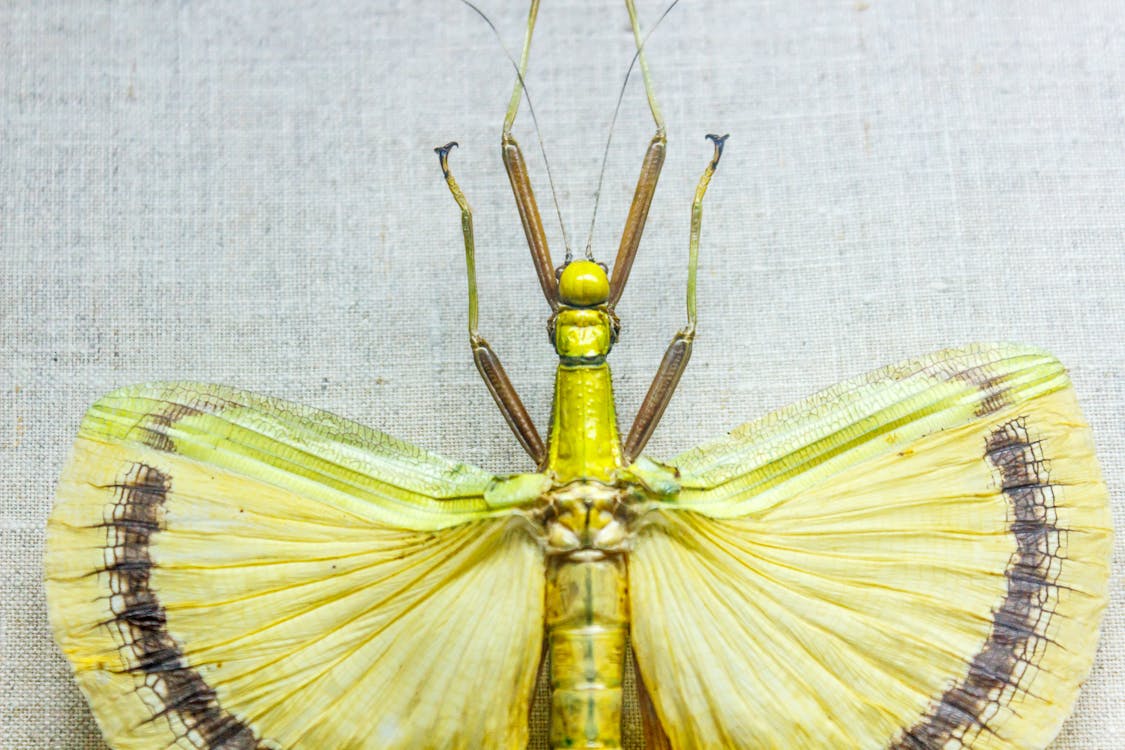 Close-Up Shot of a Yellow Insect · Free Stock Photo