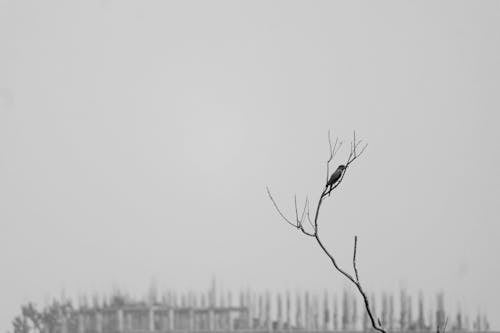 Ilmainen kuvapankkikuva tunnisteilla harmaasävyt, kyyhöttävä, lintu