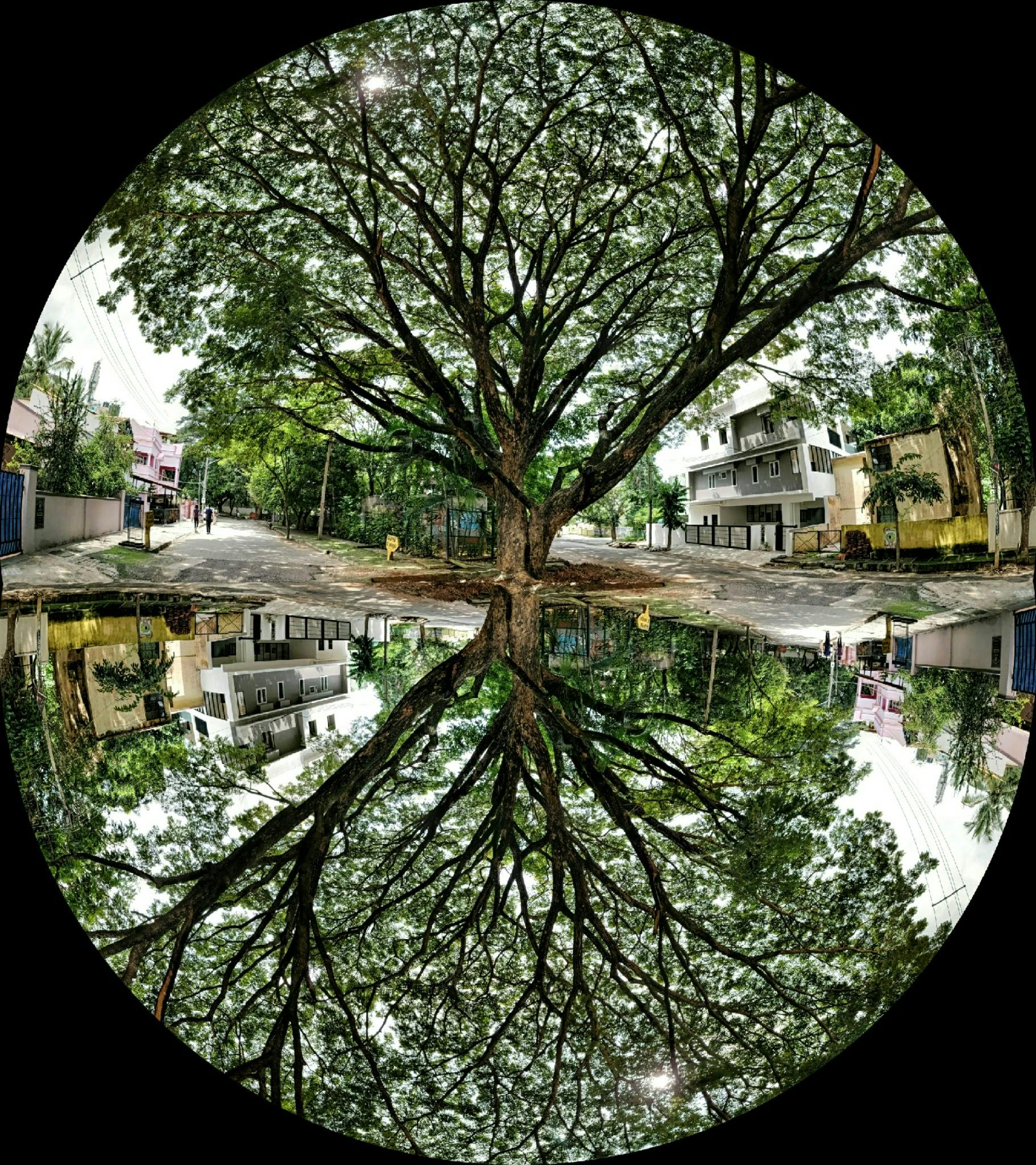 Free stock photo of mirror image, trees