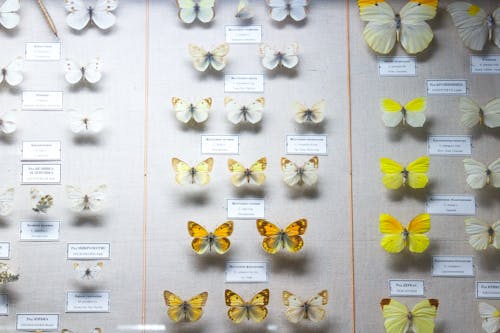 Board with White and Yellow Butterflies Catalog