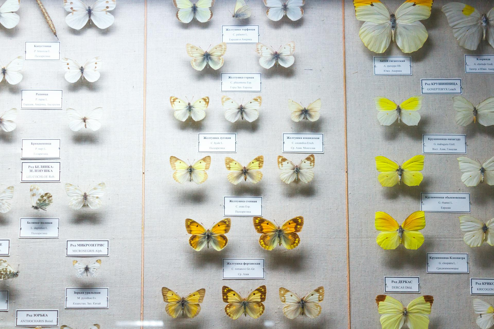 A collection of pinned butterflies arranged systematically in a natural history display.