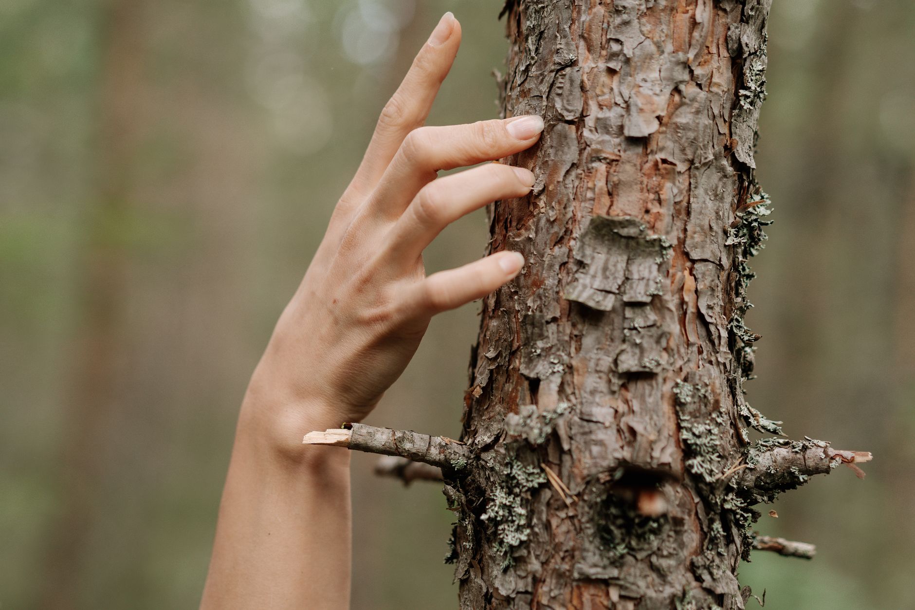 A delicate hand touches the rough bark of a tree, symbolizing a connection with nature.