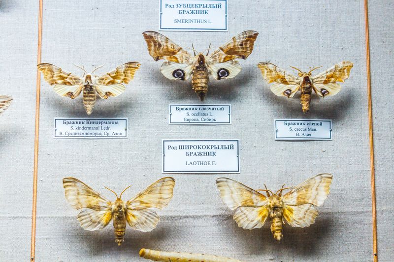 Preserved moths in a museum display case — photo by Tamula Aura on Pexels