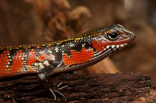 Free Red and Black Salamander Stock Photo