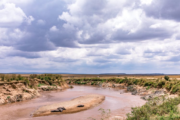 Shallow River Surrounded By Savannah Under Cloudy Sky