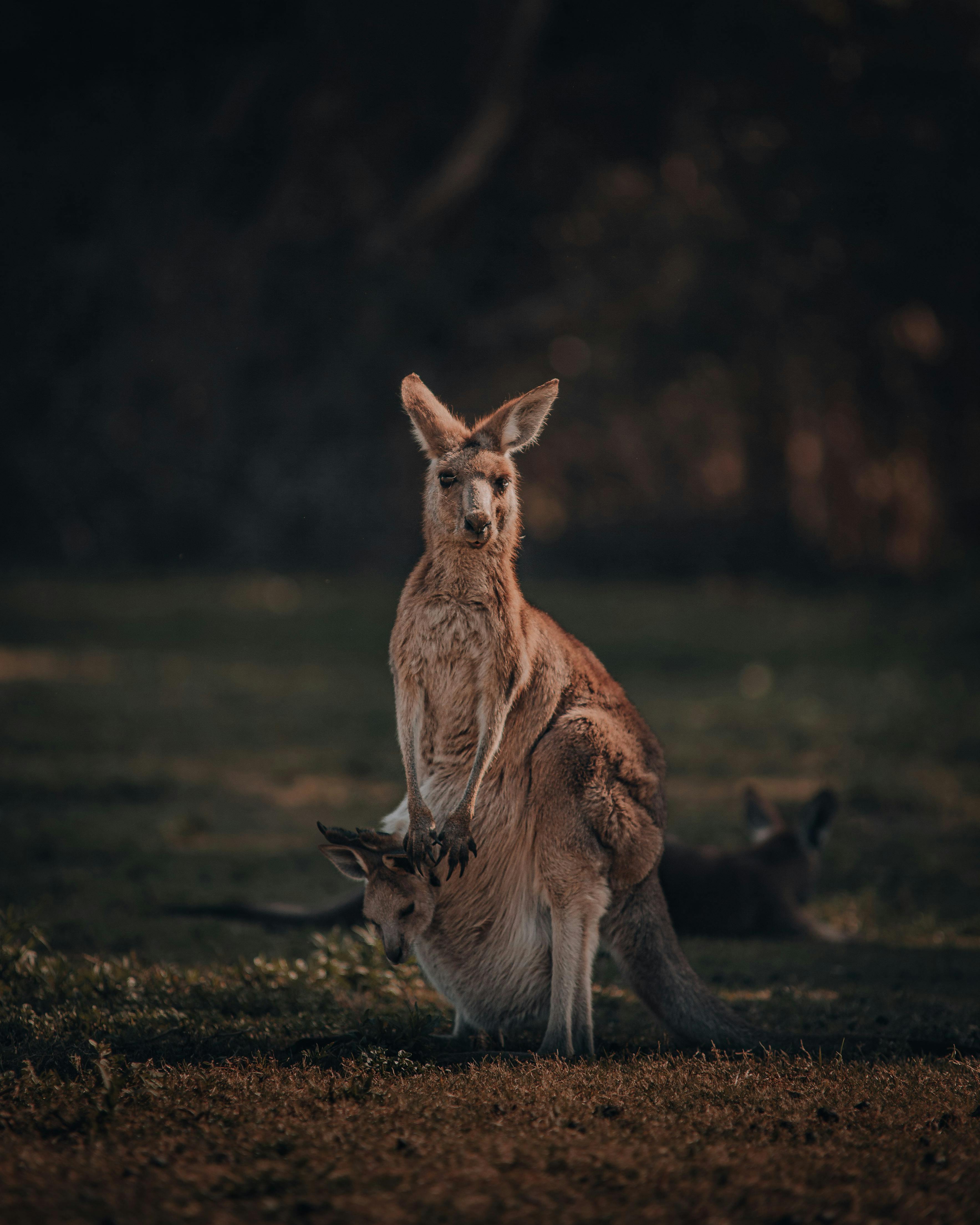 Kangaroo - HD Wallpapers | Earth Blog