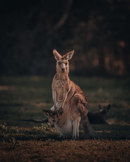 Brown Kangaroo Carrying her Baby 