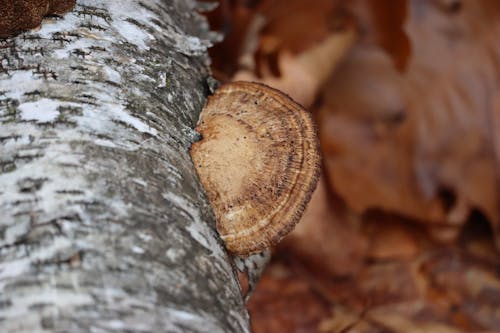 Free stock photo of birch, brown, buche