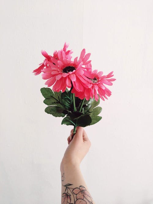 Person Holding Pink Flower in Front of a White Wall