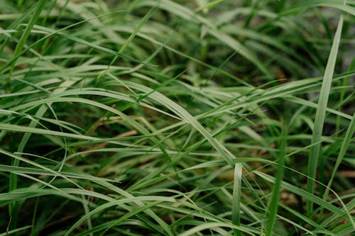 Blades of Grasses in Close-up Photography