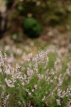 Detailed close-up of vibrant pink heather flowers in full bloom with soft focus background, captured outdoors.
