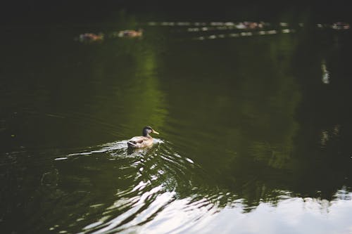 Ilmainen kuvapankkikuva tunnisteilla allas, ankka, eläimet