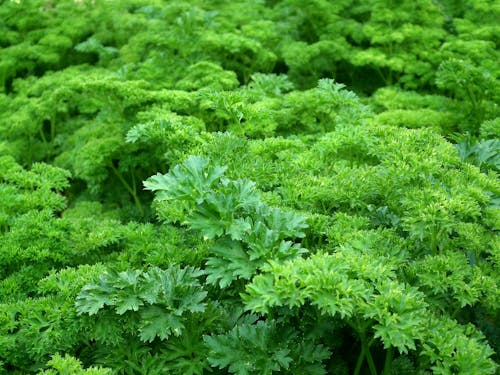 Green Plants during Daytime